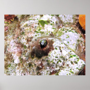 Secretary Blenny Poster