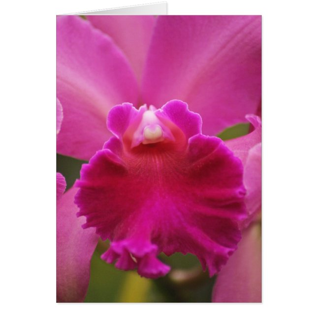 Secretly Orchid (Front)
