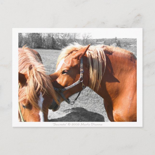 Secrets Postcard (Front)