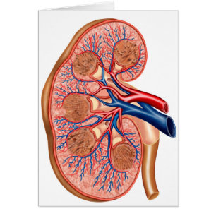 Section Interne De L'Anatomie Interne D'Un Rein