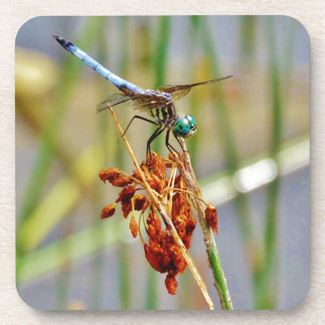 Sedge grass, and Dragonfly Coaster (Front)