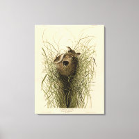 Sedge Wren from Audubon's Birds of America