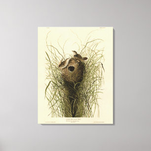 Sedge Wren from Audubon's Birds of America Canvas Print