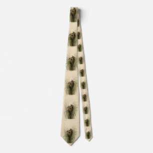 Sedge Wren from Audubon's Birds of America Tie