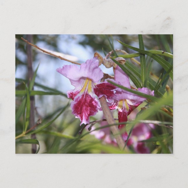 Sedona Flowers Postcard (Front)