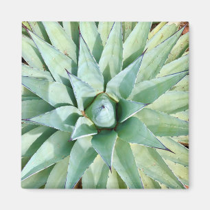 Sedona Green Agave Plant Magnet