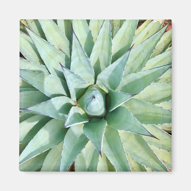 Sedona Green Agave Plante Magnet (Devant)