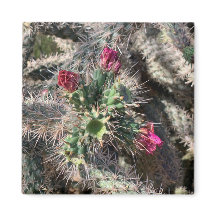 Sedona Pink Cactus Bloom Desert Magnet