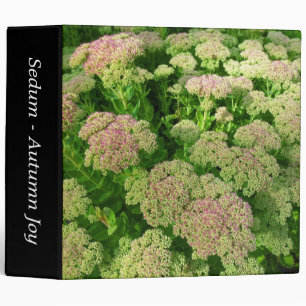 Sedum "Autumn Joy" (2in) Binder