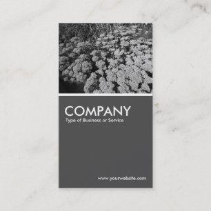 Sedum Autumn Joy (B&W) - 70pc Grey Business Card