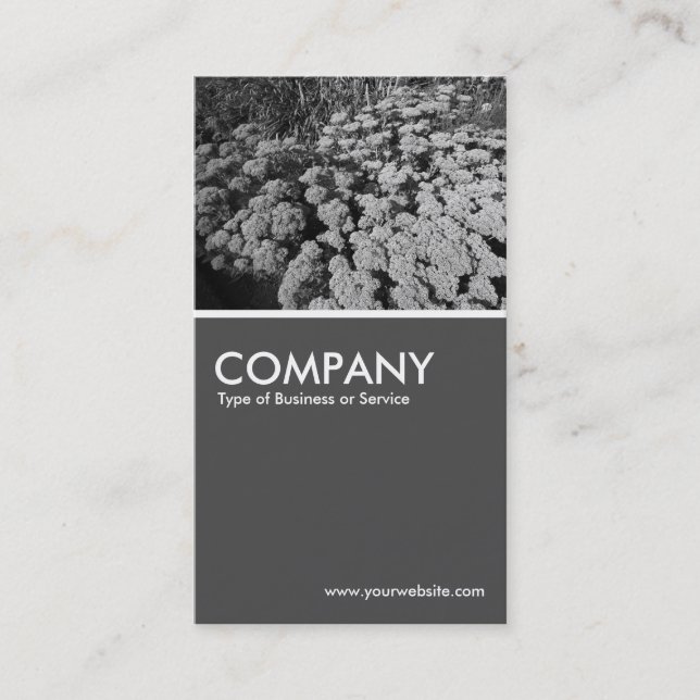 Sedum Autumn Joy (B&W) - 70pc Grey Business Card (Front)