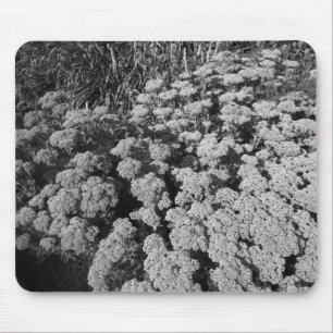 Sedum Autumn Joy (B&W) Mouse Pad