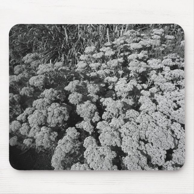Sedum Autumn Joy (B&W) Mouse Pad (Front)