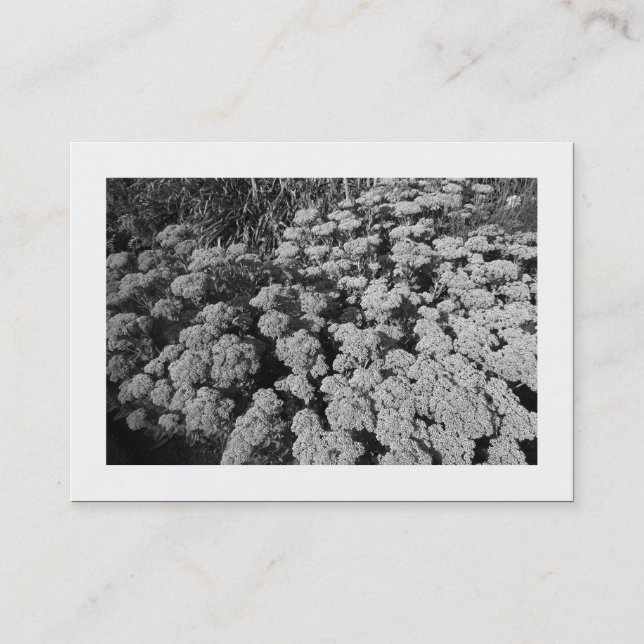 Sedum "Autumn Joy" (Bordered) Business Card (Front)