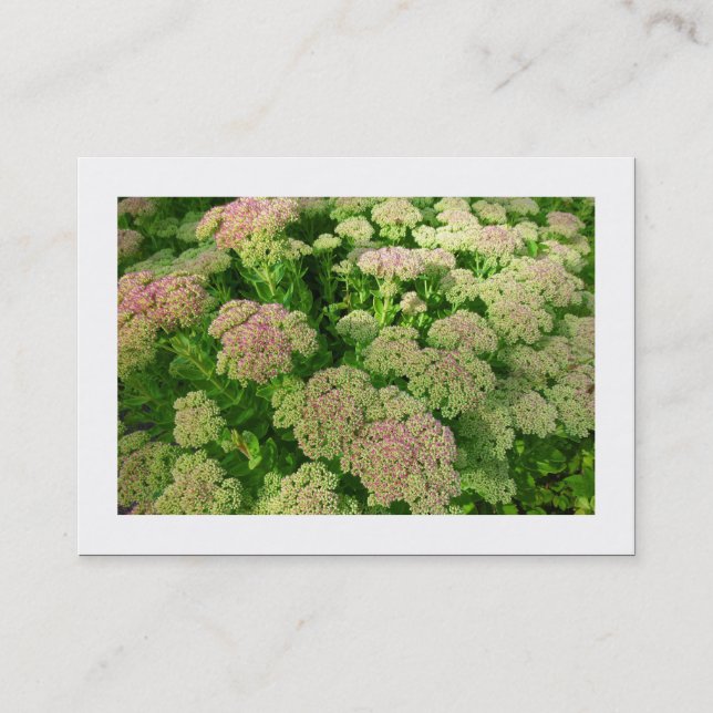 Sedum "Autumn Joy" (Bordered) Business Card (Front)