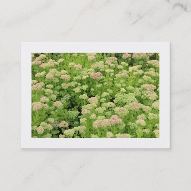 Sedum (Autumn Joy) (Bordered) Business Card (Front)