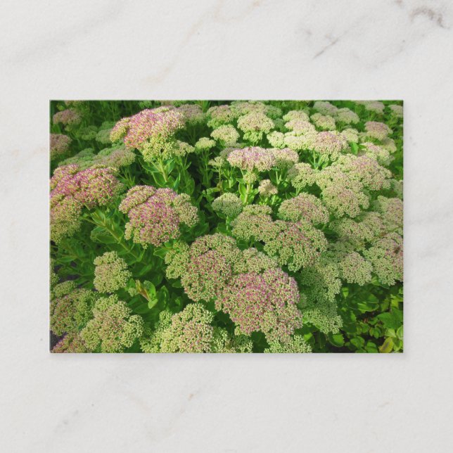 Sedum &quot;Autumn Joy&quot; Business Card (Front)