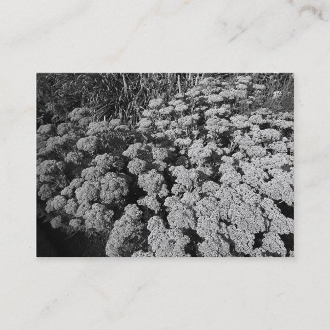 Sedum "Autumn Joy" Business Card (Front)