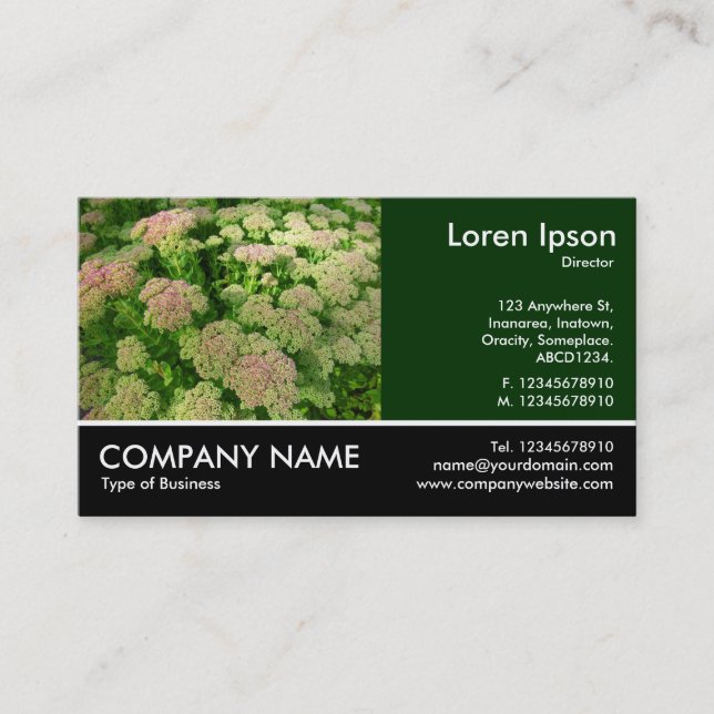 Sedum "Autumn Joy" Business Card (Front)