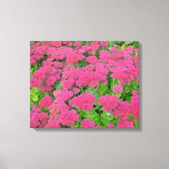 Sedum Autumn Joy II Canvas Print (Front)