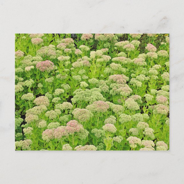 Sedum 'Autumn Joy' in Late August Postcard (Front)