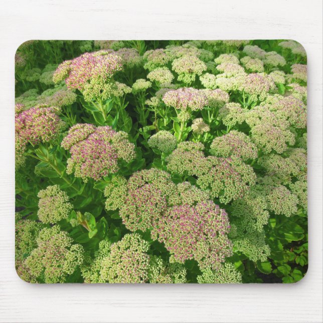 Sedum "Autumn Joy" Mouse Pad (Front)