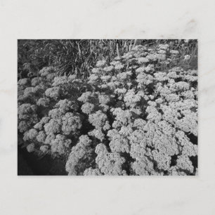 Sedum Autumn Joy Postcard