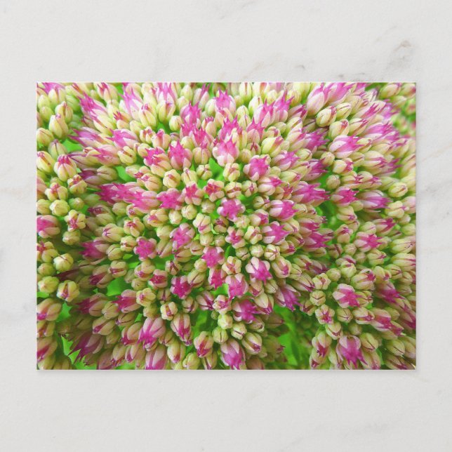 Sedum Autumn Joy Postcard (Front)