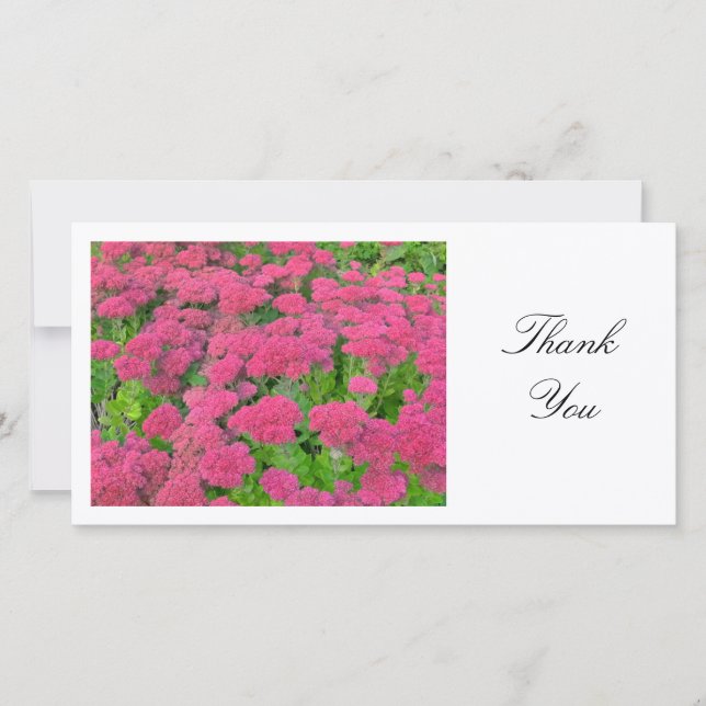 Sedum (Autumn Joy) - Thank You (Front)