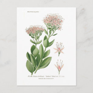 Sedum fabarium postcard