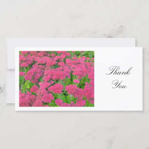 Sedum (Joie d'automne) - Merci