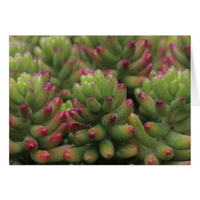 Sedum plant, Arizona-Sonora Desert Museum, (Front Horizontal)