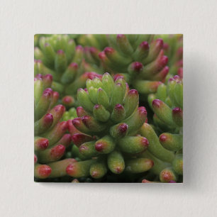 Sedum plant, Arizona-Sonora Desert Museum, 2 Inch Square Button