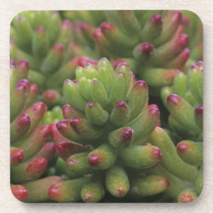Sedum plant, Arizona-Sonora Desert Museum, Coaster