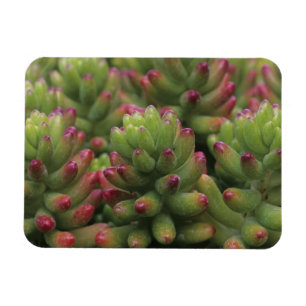 Sedum plant, Arizona-Sonora Desert Museum, Magnet
