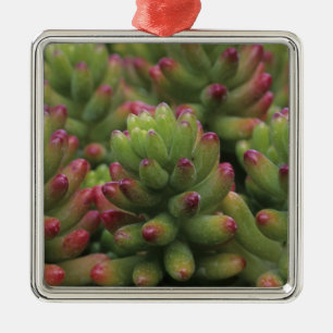 Sedum plant, Arizona-Sonora Desert Museum, Metal Ornament