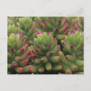 Sedum plant, Arizona-Sonora Desert Museum, Postcard