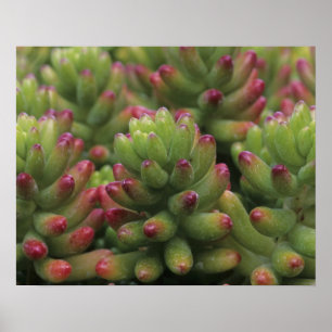 Sedum plant, Arizona-Sonora Desert Museum, Poster