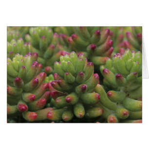 Sedum plante, Arizona-Sonora Desert Museum,