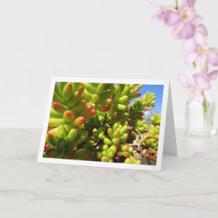 Sedum Rubrotinctum, Succulent Jelly Bean Plant Card