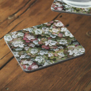 Sedum Spathulifolium Succulents Floral Coaster