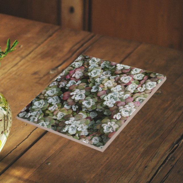 Sedum Spathulifolium Succulents Floral Tile (In Situ)