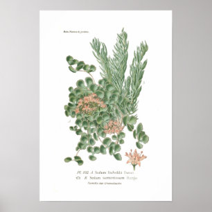 Sedum species poster