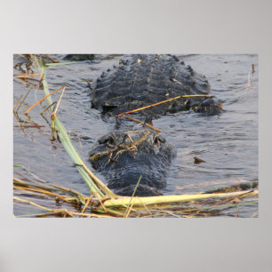 See You Later Alligator Poster