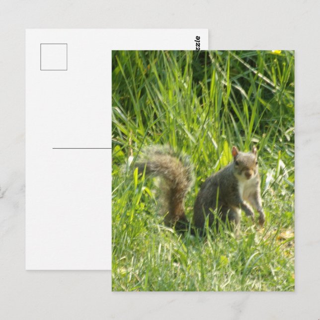 See You Squirrel Postcard (Front/Back)
