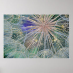 Seed Head Design Gennesse, Idaho Poster