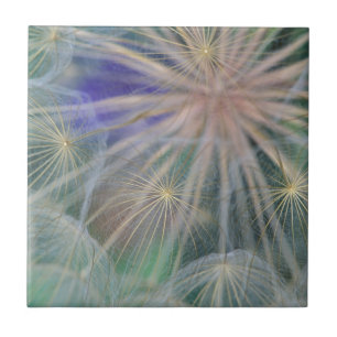 Seed Head Design   Gennesse, Idaho Tile