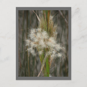 Seed Head Postcard