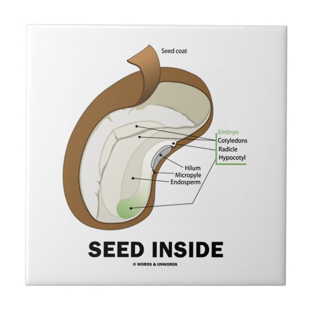 Seed Inside (Dicotyledon Bean Seed Anatomy) Tile (Front)