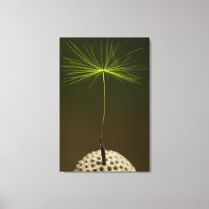 Seed Of A Dandelion Photo on Canvas